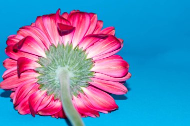 Güzel Gerbera çiçeği, yakın görüş.