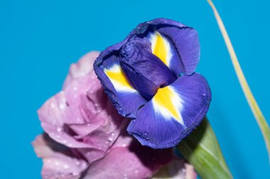 Mavi arka planda güzel çiçeklerin yakın çekim