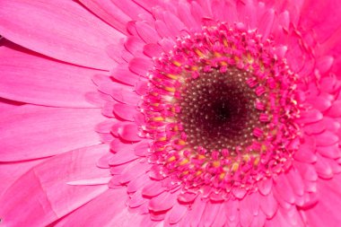 Güzel Gerbera çiçeği, yakın görüş.