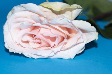 Güzel yumuşak bir gül, yakın bir manzara, aşk ve romantik bir tema.