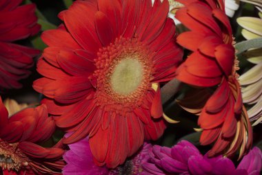 Güzel Gerbera çiçekleri, yakın görüş