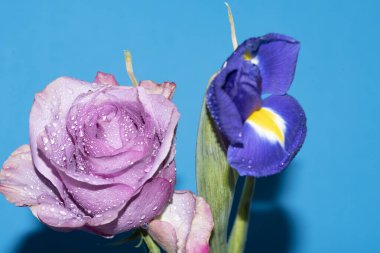 Mavi arka planda güzel çiçeklerin yakın çekim