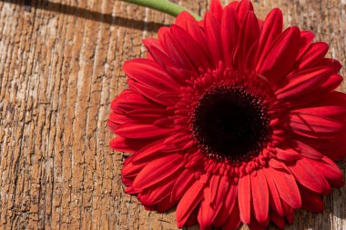 Güzel Gerbera çiçeği, yakın görüş.