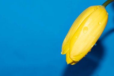 Mavi arka planda güzel sarı lale