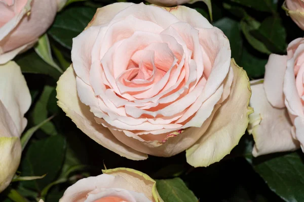 美丽娇嫩的玫瑰绽放 近距离凝视 — 图库照片