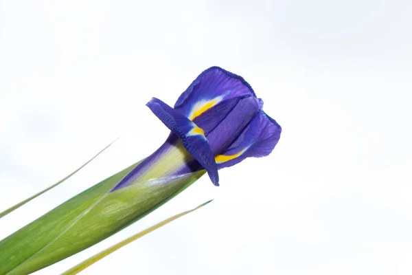 Beautiful Blue Iris Flower Sky Background — Stock Photo, Image