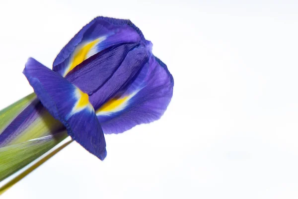 Όμορφο Μπλε Λουλούδι Ίριδας Στον Ουρανό Φόντο — Φωτογραφία Αρχείου