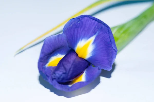 Hermosa Flor Iris Azul Sobre Fondo Claro — Foto de Stock