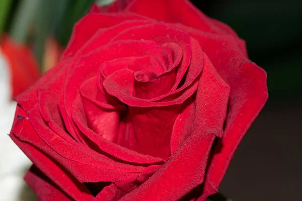 Schöne Zarte Rose Nahsicht Liebe Und Romantisches Thema — Stockfoto