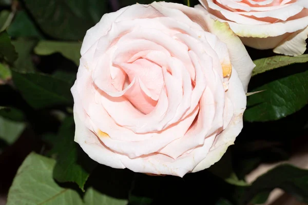 Erstaunlich Zarte Rosenblüten Nahsicht — Stockfoto