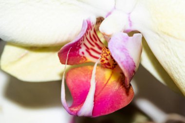 Güzel çiçekler, yakın manzara, yaz konsepti.