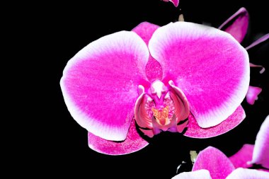 Menekşe orkide çiçekleri, yakın görüş