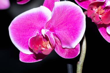 Menekşe orkide çiçekleri, yakın görüş