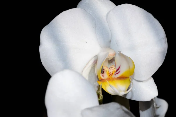 白い蘭の花を間近で見られる — ストック写真