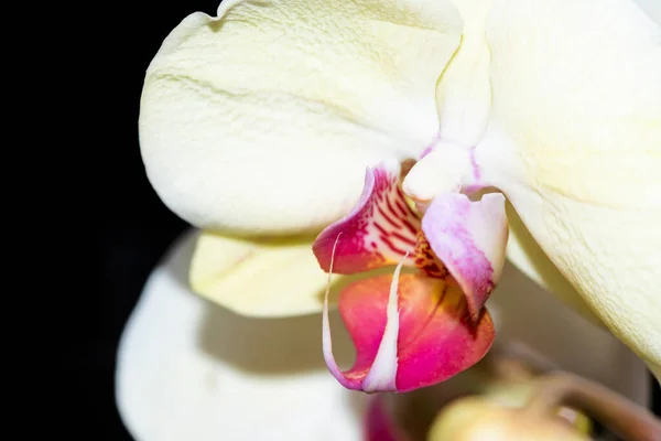 Orchidee Bianche Vista Vicino — Foto Stock