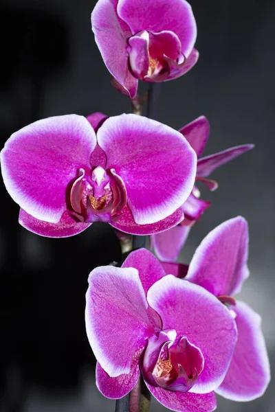 Flores Violeta Orquídea Vista Perto — Fotografia de Stock