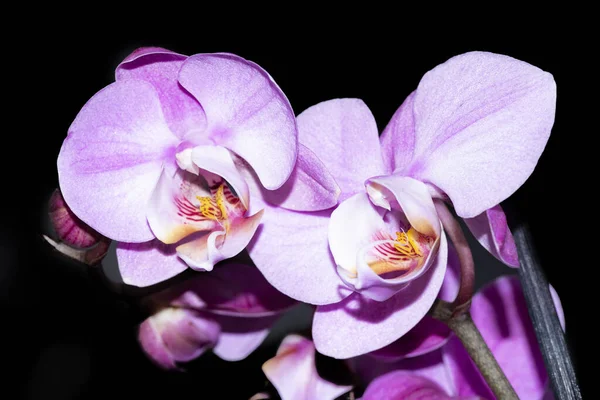 Flores Violeta Orquídea Vista Perto — Fotografia de Stock