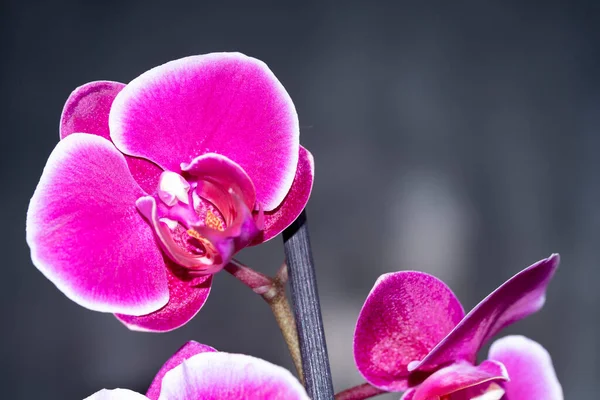 Fialové Orchidej Květiny Zblízka Pohled — Stock fotografie