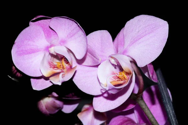 Violette Orchideenblüten Nahsicht — Stockfoto
