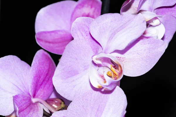 Fiori Orchidea Viola Vista Vicino — Foto Stock