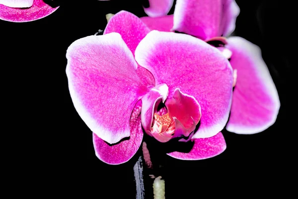 Fialové Orchidej Květiny Zblízka Pohled — Stock fotografie