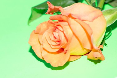 Güzel yumuşak bir gül, yakın bir manzara, aşk ve romantik bir tema.