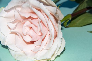 Güzel yumuşak bir gül, yakın bir manzara, aşk ve romantik bir tema.