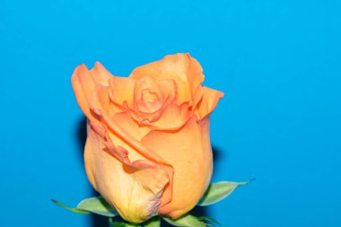 Güzel yumuşak bir gül, yakın bir manzara, aşk ve romantik bir tema.