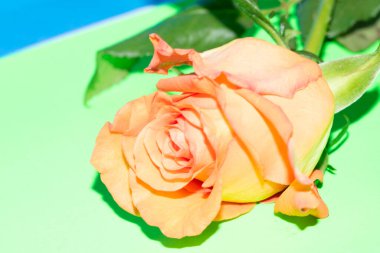 Güzel yumuşak bir gül, yakın bir manzara, aşk ve romantik bir tema.