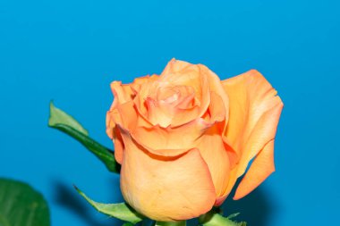 Güzel yumuşak bir gül, yakın bir manzara, aşk ve romantik bir tema.