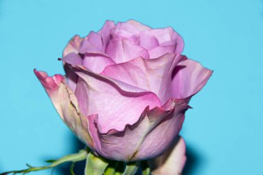 Güzel yumuşak bir gül, yakın bir manzara, aşk ve romantik bir tema.