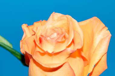 Güzel yumuşak bir gül, yakın bir manzara, aşk ve romantik bir tema.