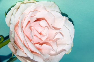 Güzel yumuşak bir gül, yakın bir manzara, aşk ve romantik bir tema.