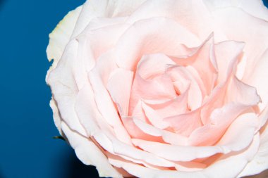 Güzel yumuşak bir gül, yakın bir manzara, aşk ve romantik bir tema.