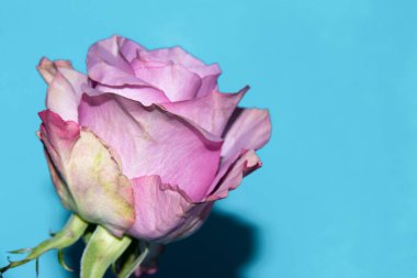 Güzel yumuşak bir gül, yakın bir manzara, aşk ve romantik bir tema.