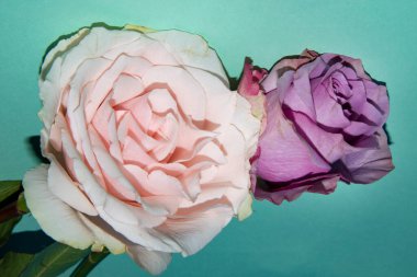 Güzel güller, yakın manzara, yaz konsepti.