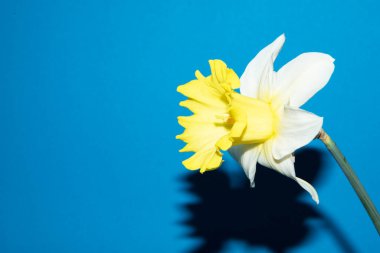 Mavi arkaplanda beyaz narsisler, yakın görüş, ilkbahar çiçekleri