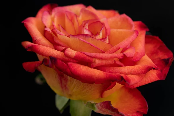 Widok Bliska Pięknej Kwitnącej Róży — Zdjęcie stockowe