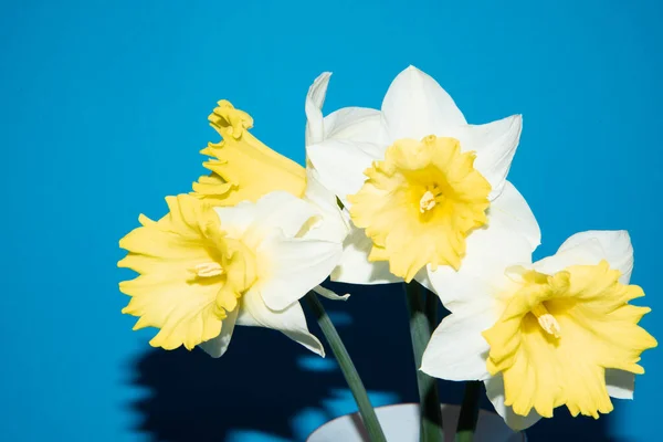 Красиві Квіти Нарцисів Крупним Планом — стокове фото