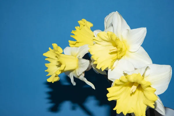 Красиві Квіти Нарцисів Крупним Планом — стокове фото