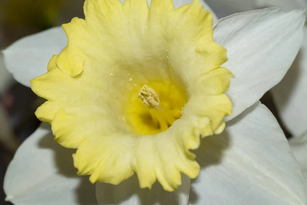 Belles Fleurs Narcisses Vue Rapprochée — Photo