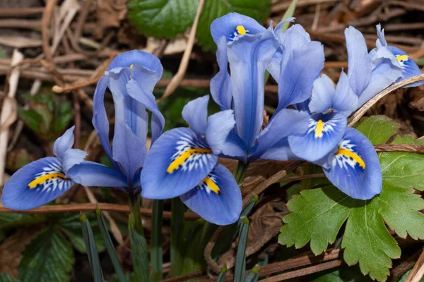 Nahaufnahme Schöner Blumen Sommerkonzept — Stockfoto