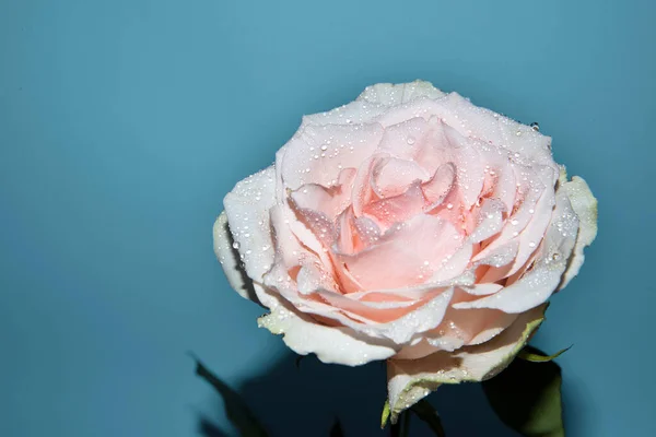 Hermosa Rosa Tierna Vista Cerca Amor Tema Romántico — Foto de Stock