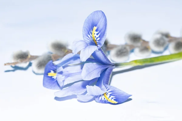 Красиві Весняні Квіти Вид Крупним Планом — стокове фото