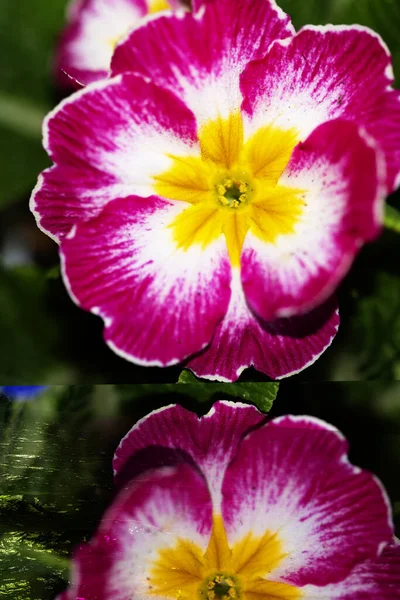 Piękne Kwiaty Kwiatowa Koncepcja Tła — Zdjęcie stockowe