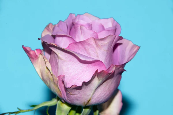 Belle Rose Tendre Vue Rapprochée Amour Thème Romantique — Photo