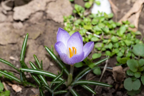 Vacker Violett Krokus Blomma Växer Trädgården — Stockfoto