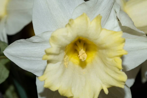 美しいナルシシズムの花を間近で見られる — ストック写真