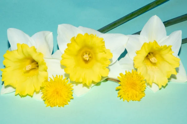 Красивые Цветы Нарцисса Крупный План — стоковое фото