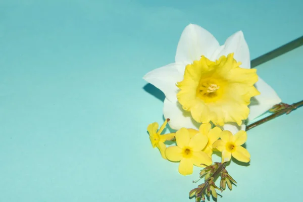 Крупним Планом Красиві Квіти Зеленому Фоні — стокове фото